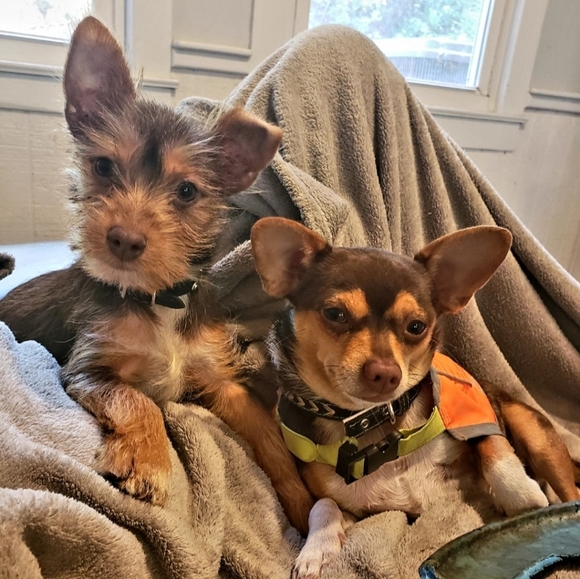 Meet your Posher, Joanna - Picture 3 of 10